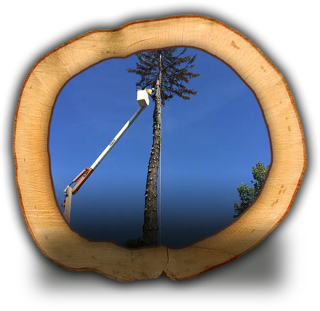 A man using a pole saw to prune a tree.