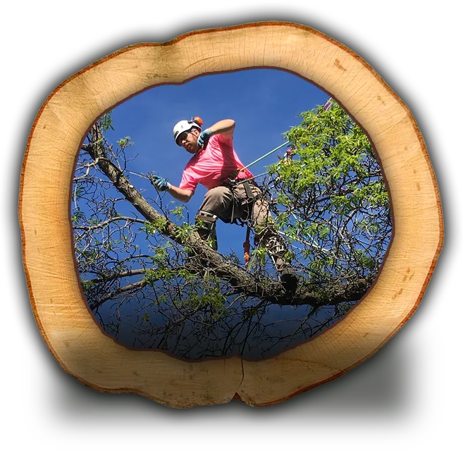 A man on a branch pruning a tree.