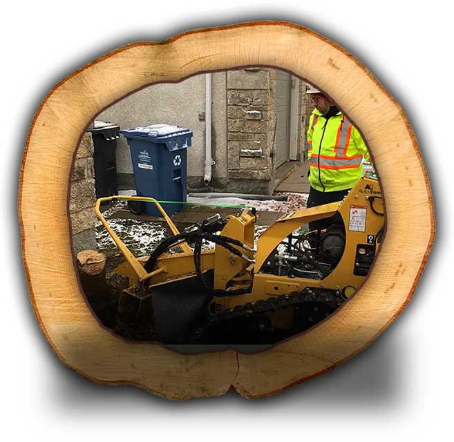 A man using a stump grinder.