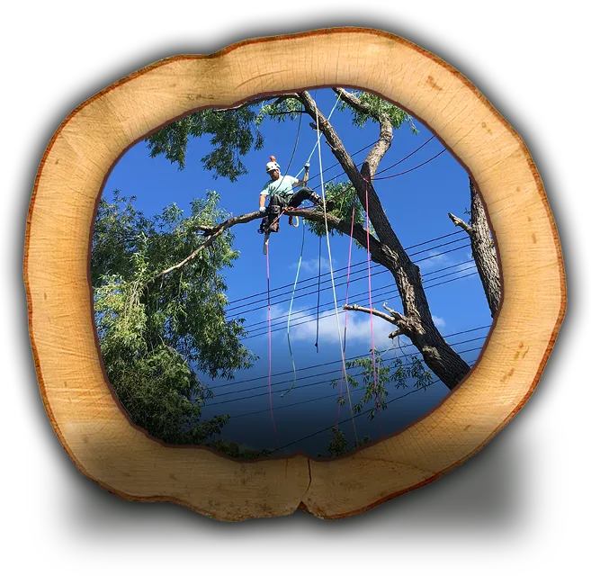 A man in a tree using cables or braces to support a tree.