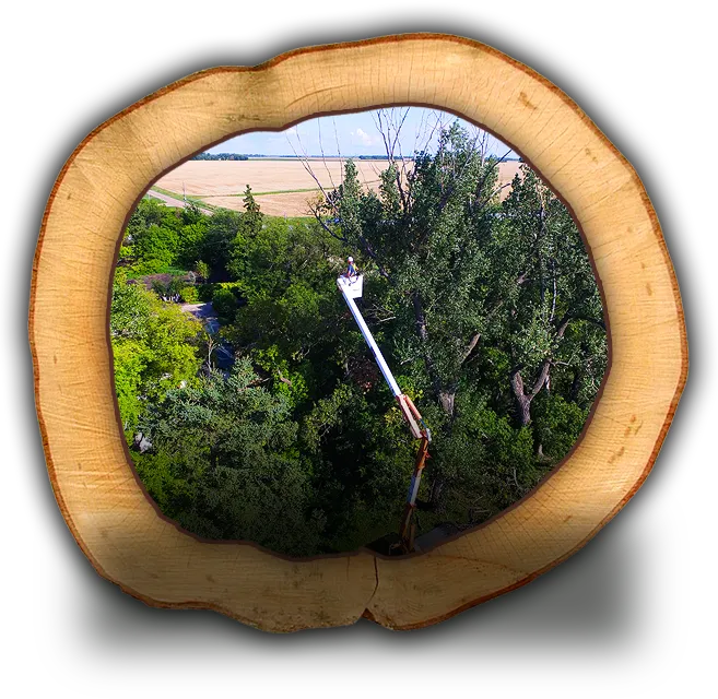 A man pruning a tree in a bucket truck.