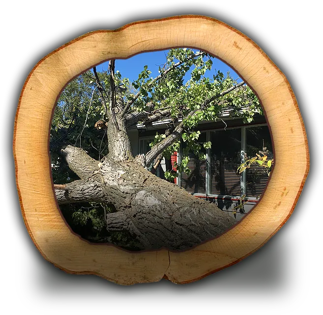 A man standing on a branch pruning a tree.