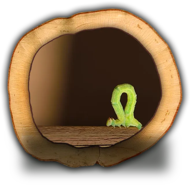 A worm moving along a branch